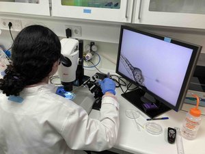 Microinjection